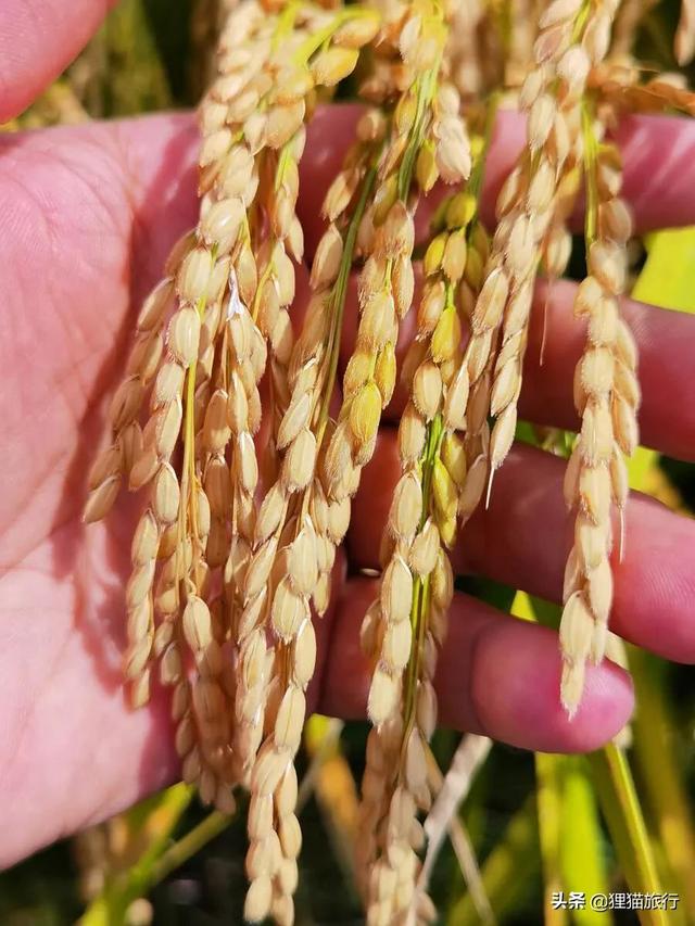 五常水稻核心产区，稻乡五常稻粱肥