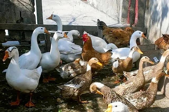 鸭子和鹅的区别，鸭子跟鹅区别在哪里（鸭子和鹅的区别是什么）