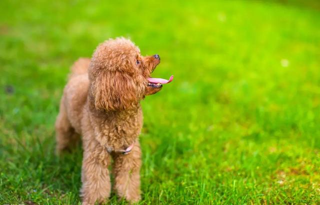 什么小型犬最聪明，三种最聪明的狗狗（非常适合“新手”饲养）