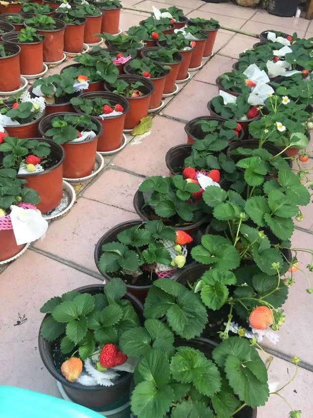 春节花卉品种大全大图，春节遇花期，五彩斑斓过新年