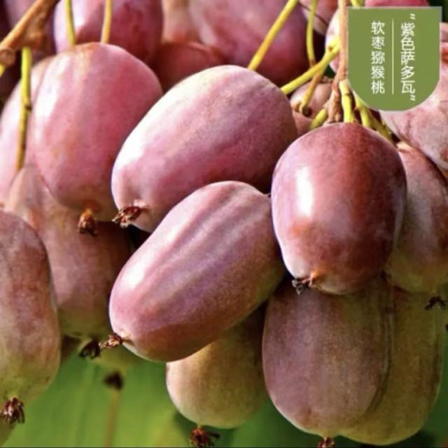 脆香枣子，别样软枣子