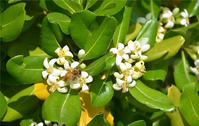 花卉图片及名称大全，常见绿植花卉及名称大全（100种常见花图鉴）