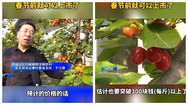 国产车厘子春节上市，为消费者送去舌尖上的甜蜜