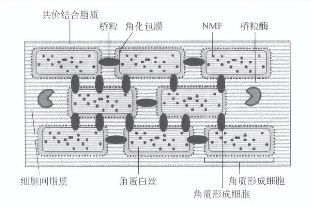 怎样正确护肤增厚角质层，角质层是养出来的