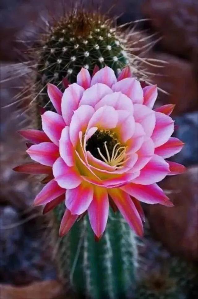 各种最好看的鲜花，分享40多种美丽的鲜花