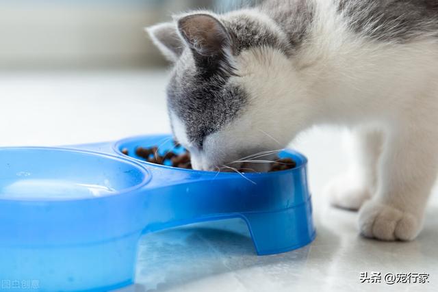  猫一顿吃多少猫粮，猫咪一天喂多少粮合适（猫咪到底一天喂几次比较合适）