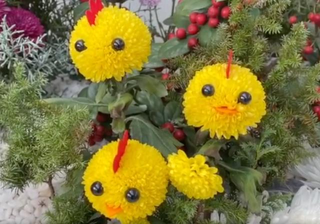 乒乓菊开完花后怎么养护，养菊花先试试乒乓菊