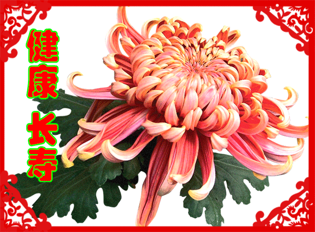 各种最好看的鲜花，分享40多种美丽的鲜花