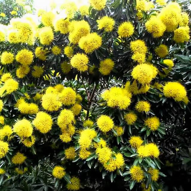 奇花异草160种，25种奇花异草第1集