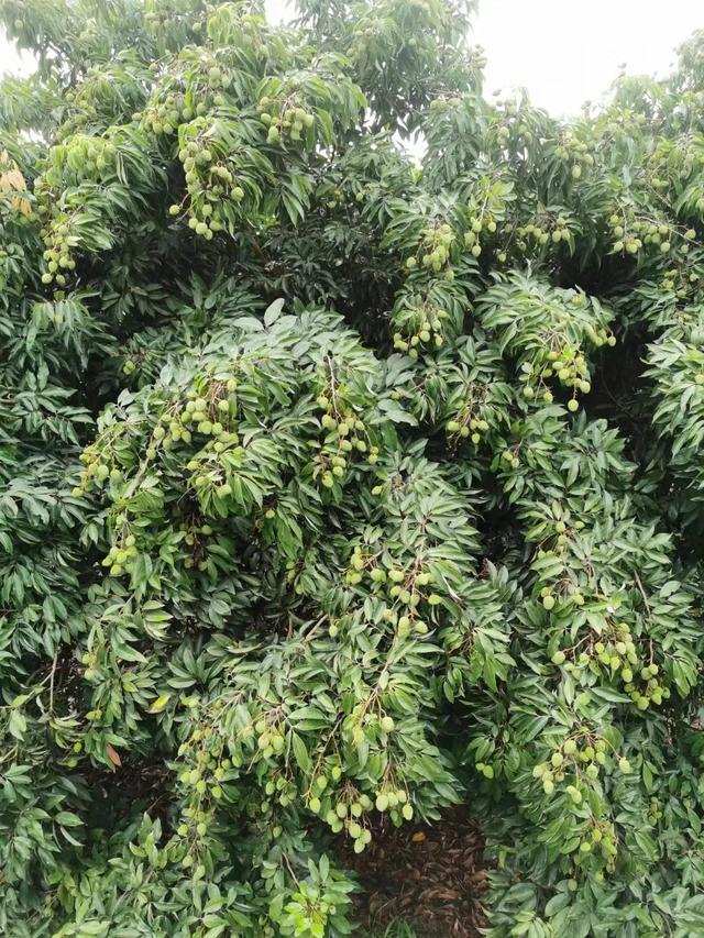 低调奢华有内涵，低调奢华有内涵的你（怎么炫富才最低调奢华有内涵）