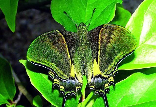 世界八大名贵蝴蝶，世界十大名贵蝴蝶