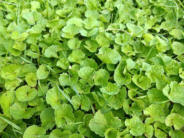 广东有一种植物长得很像蒲公英，广东人最爱的植物