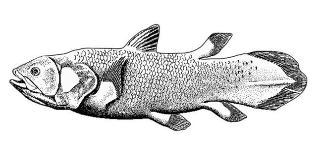 人的祖先是鱼吗，科学家证实人类是鱼进化而来