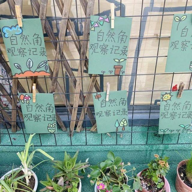 幼儿园自然角在线研讨，小小自然角春意盎然中