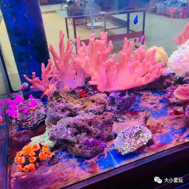 北京四大花市，丰台四大花市逛买攻略