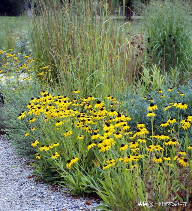 适合庭院养的草花，25种观赏草观叶赏花