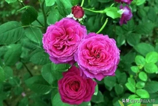 丰花月季哪个品种开花勤，不仅颜值高还勤花的月季推荐