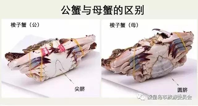 秦皇岛海鲜最肥美的季节，2022秦皇岛最强海鲜日历来了