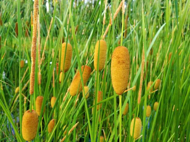 水烛花的特征，水烛是一种怎样的植物