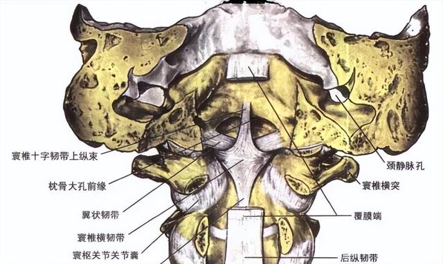 后纵韧带解剖图，颈椎的韧带有哪些