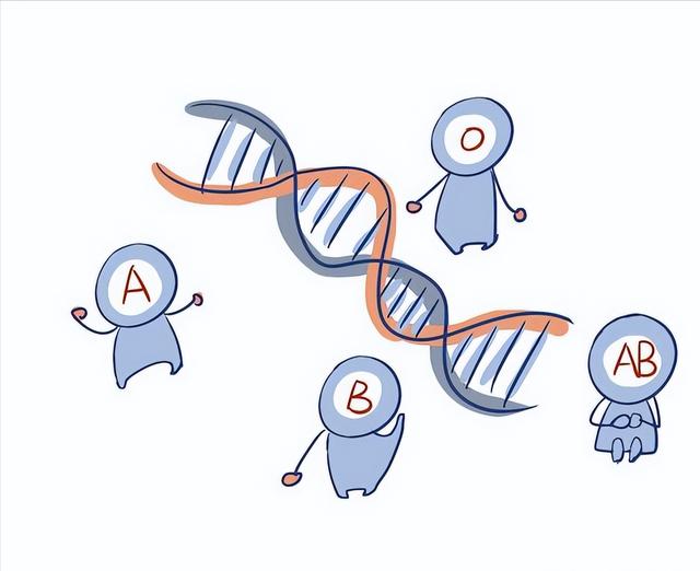 父母都是b型血会生出熊猫血吗，夫妻双方是B型血