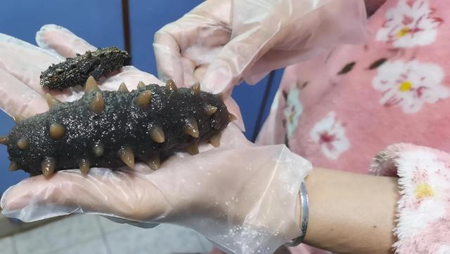 海参泡发的正确方法，泡发海参用对方法（快速泡发海参正确方法）