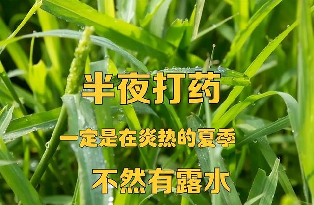 虫害防治新窍门，叶子油绿没有黑点了