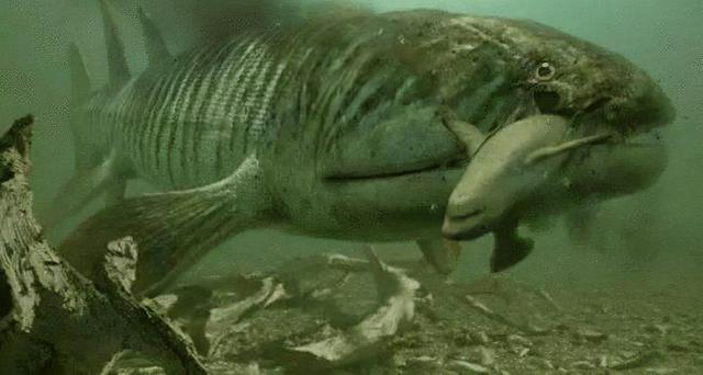 人类的进化史到底是什么样的，人类进化史上有13万年的空白,过程中发生了什么