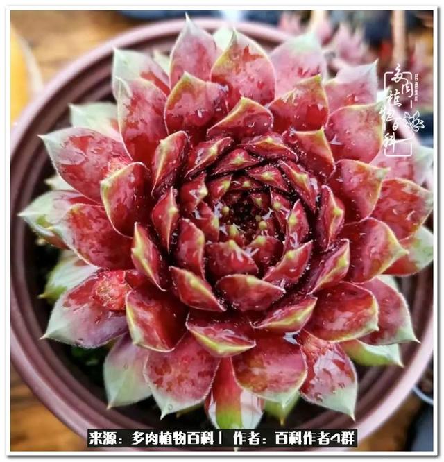 好养的容易上色的景天科多肉，景天科常见多肉图鉴不完全版D系列