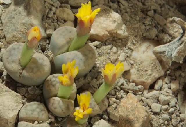 沙漠里有哪些植物，沙漠中的常见植物（推荐6款盆栽沙漠植物）