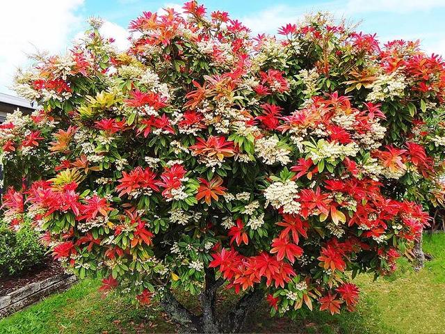 马醉木好不好养，马醉木及其品种介绍