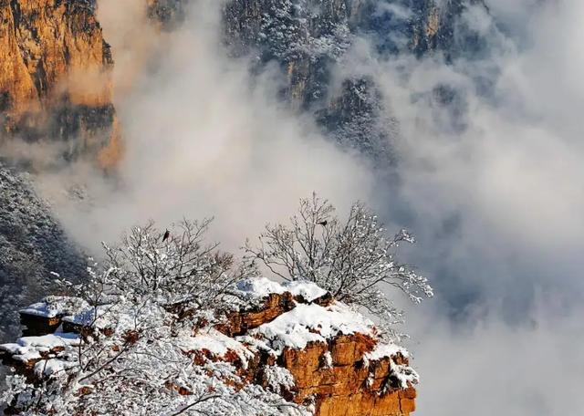 猴王争夺有多残酷，猴王争夺有多残忍