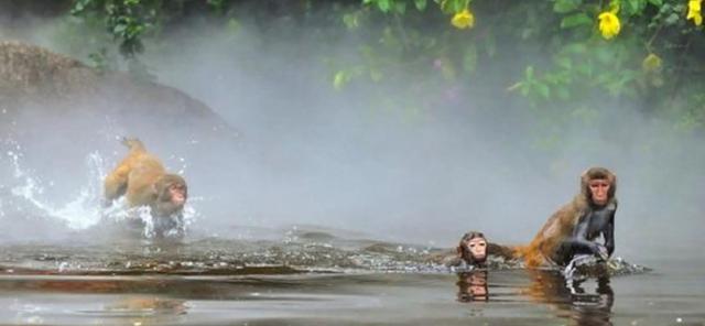 猴王争夺有多残酷，猴王争夺有多残忍