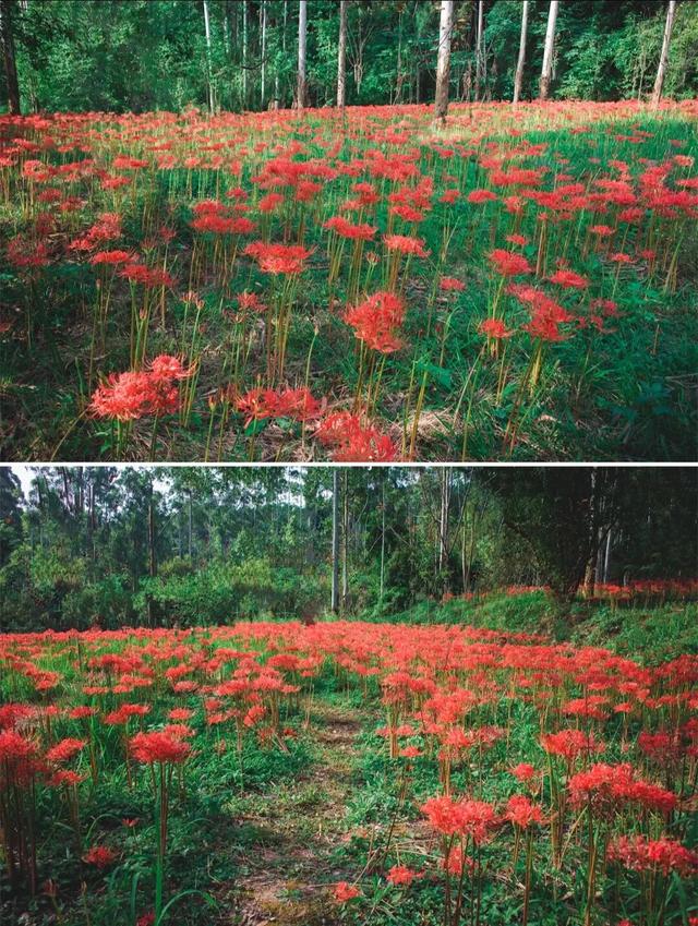 粉黛草向日葵彼岸花海...成都有多少惊喜，粉黛花海花期50天