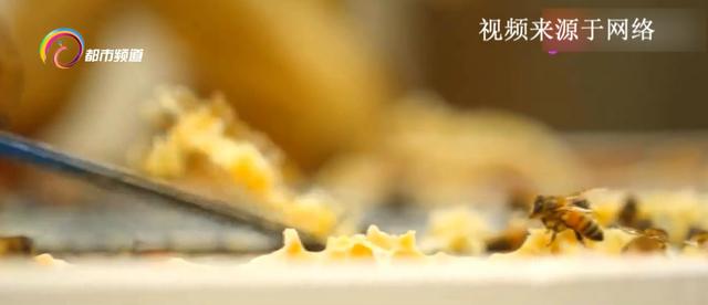 糖尿病可以吃野蜂蜜吗(糖尿病可以吃野猪肉吗)
