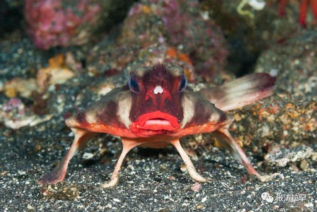 6种长相奇特的动物，千奇百怪一眼销魂