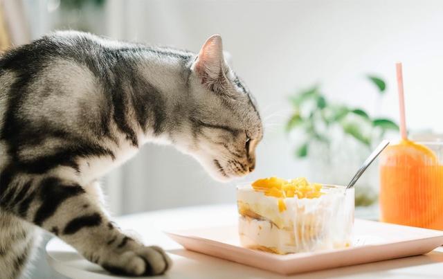 猫喜欢吃什么食物，猫咪可以吃的6种食物一般家庭都有
