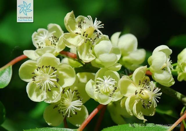 脆香枣子，别样软枣子