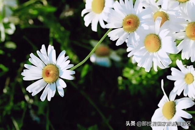 伊犁河谷最值得去的地方，伊犁河谷赏花攻略