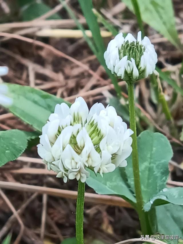 三叶草的叶子是什么形状的，每片叶子都有个胜利的标志