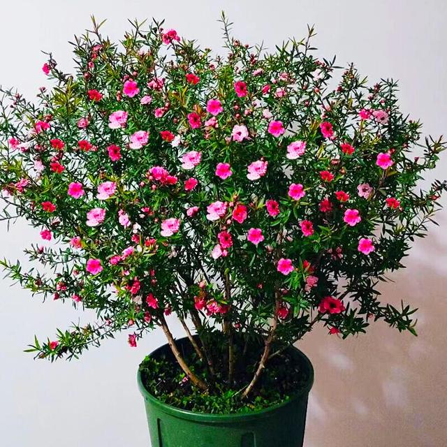 春节花卉品种大全大图，春节遇花期，五彩斑斓过新年