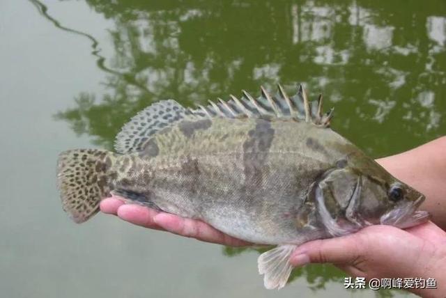 鲤鱼和海里的鱼有什么区别，鲤鱼的苦衷南方人