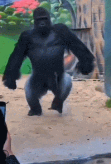 南宁市动物园浣熊介绍，带你去南宁动物园看