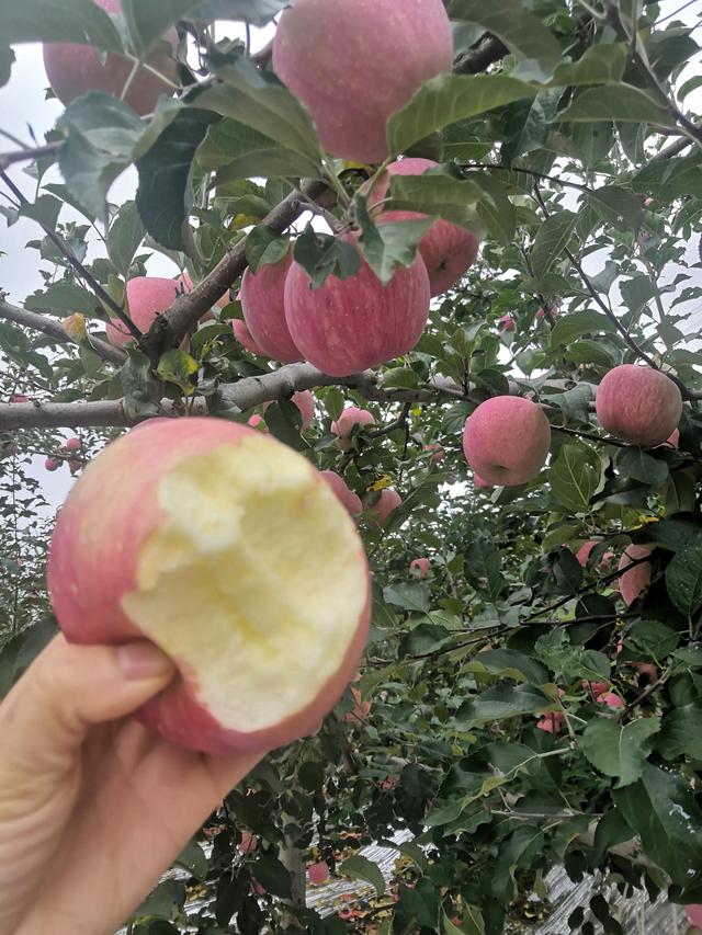 洛川红星苹果，洛川苹果甲天下