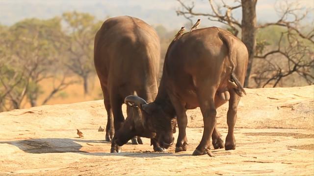 世界上最大的野牛有多重，云南发现8头野牛