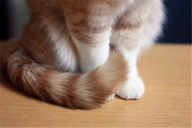 从猫咪的尾巴能看出什么，猫咪尾巴会说话