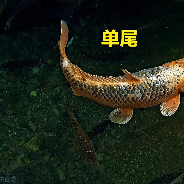 锦鲤和金鱼的区别，怎么区分锦鲤和金鱼