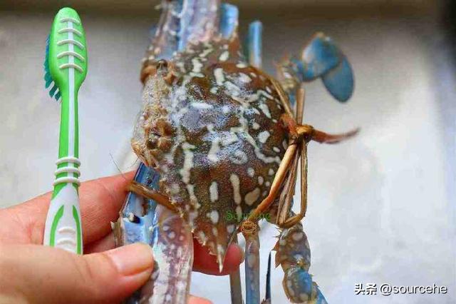 怎样清蒸大闸蟹，清蒸大闸蟹的正确吃法步骤（清蒸大闸蟹怎么做才好吃）