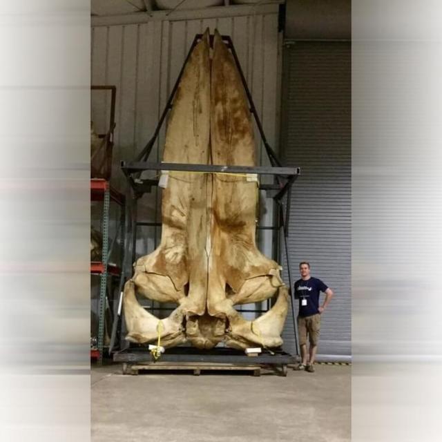 12种最新发现的动物，过去十年地球上新发现的动物物种