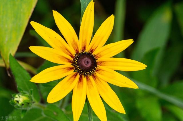 菊花有多少种颜色，各类菊花品种